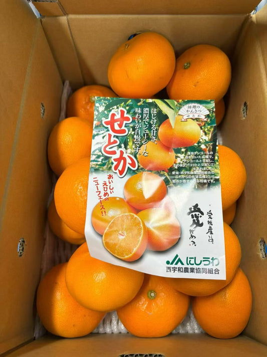 A爱媛せとか果冻橙  5公斤   3月的せとか果冻橙是口感巅峰 非常甜。春季高端柑橘